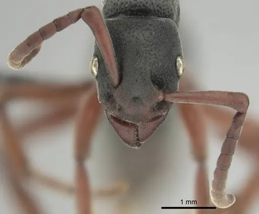 Platythyrea schultzei specimen CASENT0250184 image casent0250184_3