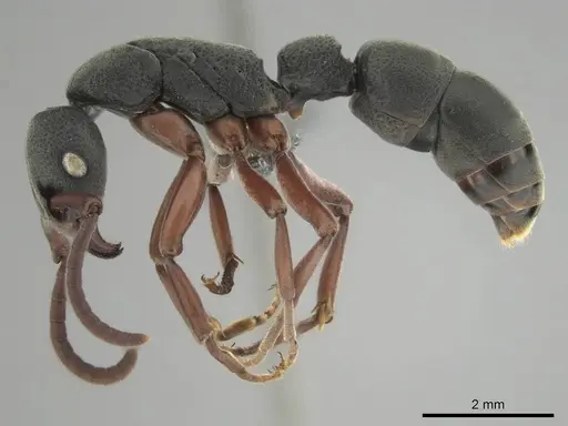 Platythyrea schultzei specimen CASENT0250184 image casent0250184_4
