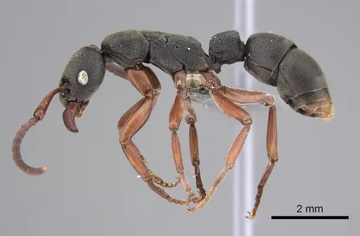 Platythyrea schultzei specimen CASENT0815127 image casent0815127_1