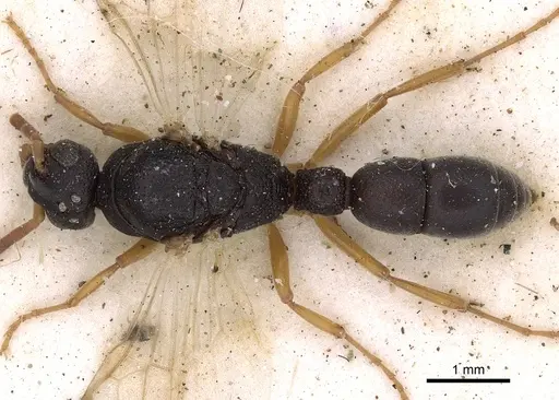Platythyrea schultzei specimen CASENT0900573 image casent0900573_1