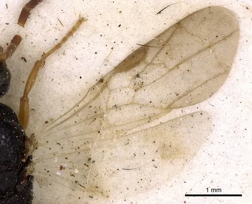 Platythyrea schultzei specimen CASENT0900573 image casent0900573_4