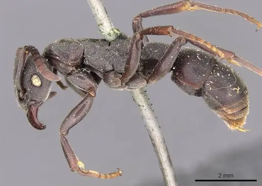 Platythyrea schultzei specimen CASENT0907102 image casent0907102_3