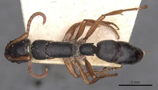 Platythyrea schultzei specimen CASENT0907109 image casent0907109_1