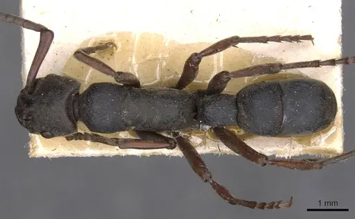Platythyrea schultzei specimen CASENT0907110 image casent0907110_1