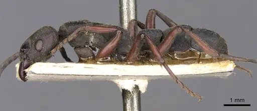 Platythyrea schultzei specimen CASENT0907110 image casent0907110_4