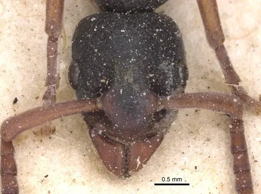 Platythyrea schultzei specimen CASENT0915151 image casent0915151_2