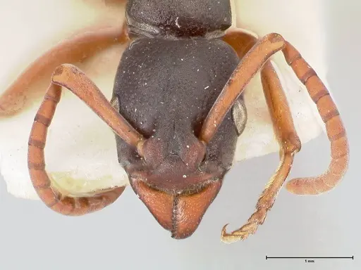 Platythyrea schultzei specimen FOCOL0845 image focol0845_2