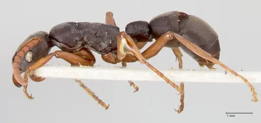 Platythyrea schultzei specimen FOCOL0845 image focol0845_3