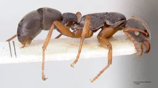 Platythyrea schultzei specimen FOCOL0845 image focol0845_4