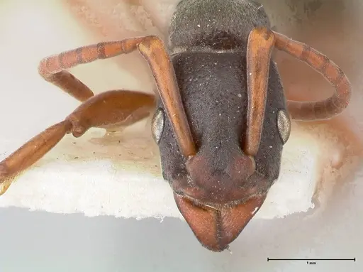 Platythyrea schultzei specimen FOCOL0846 image focol0846_2