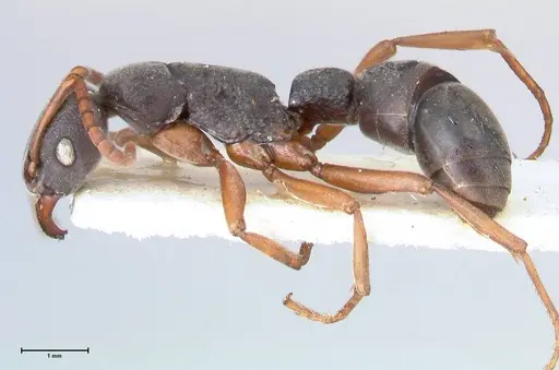 Platythyrea schultzei specimen FOCOL0846 image focol0846_3