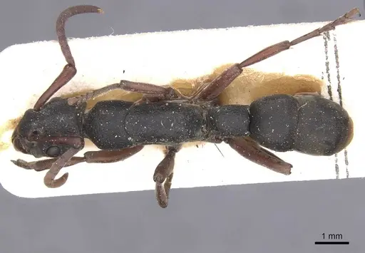Platythyrea schultzei specimen RMCAENT000017720 image rmcaent000017720_1