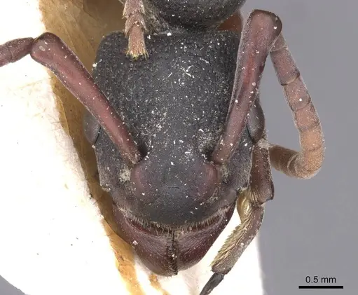 Platythyrea schultzei specimen RMCAENT000017720 image rmcaent000017720_2