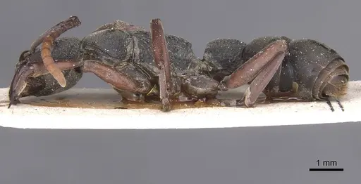 Platythyrea schultzei specimen RMCAENT000017720 image rmcaent000017720_3
