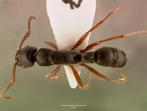 Platythyrea schultzei specimen SAM-HYM-C008343A image sam-hym-c008343a_1
