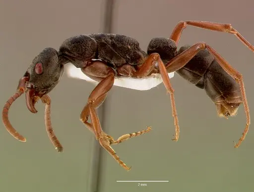 Platythyrea schultzei specimen SAM-HYM-C008343A image sam-hym-c008343a_3