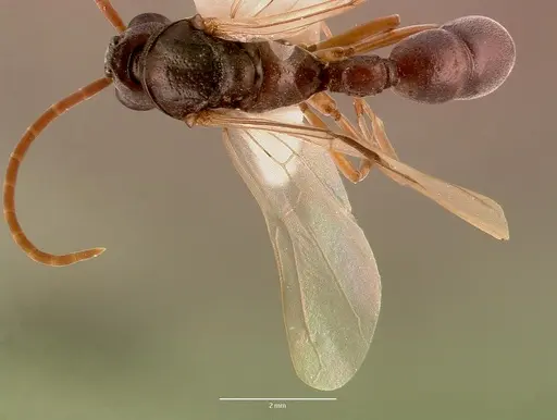 Platythyrea schultzei specimen SAM-HYM-C008351A image sam-hym-c008351a_1