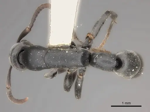 Platythyrea sinuata specimen CASENT0217573 image casent0217573_1