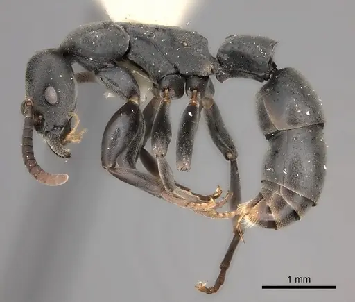 Platythyrea sinuata specimen CASENT0217573 image casent0217573_3