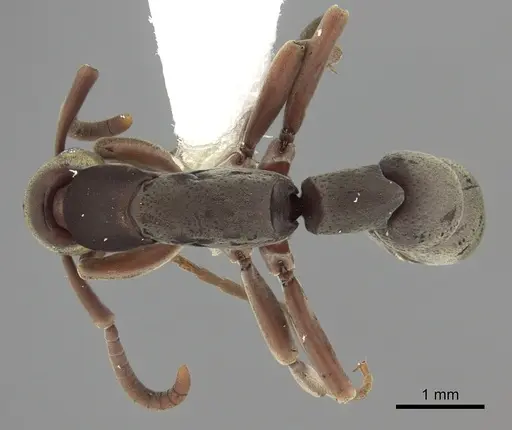 Platythyrea sinuata specimen CASENT0260485 image casent0260485_1