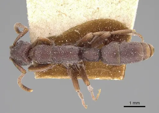 Platythyrea sinuata specimen CASENT0922389 image casent0922389_1