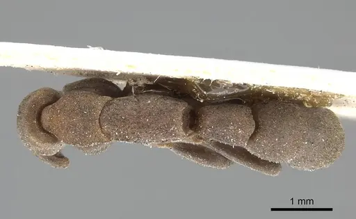 Platythyrea sinuata specimen CASENT0922390 image casent0922390_1