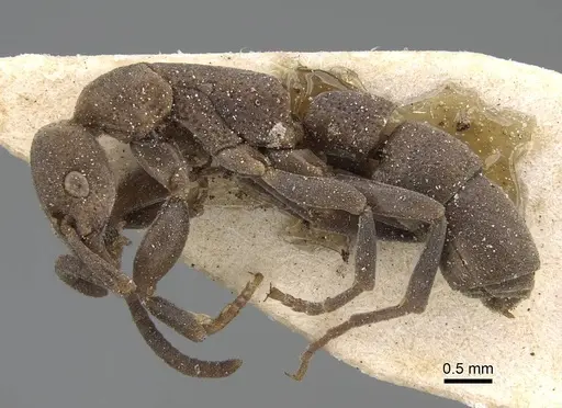 Platythyrea sinuata specimen CASENT0922390 image casent0922390_3