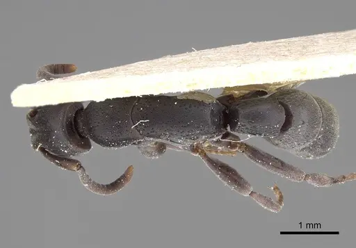 Platythyrea sinuata specimen CASENT0922397 image casent0922397_1