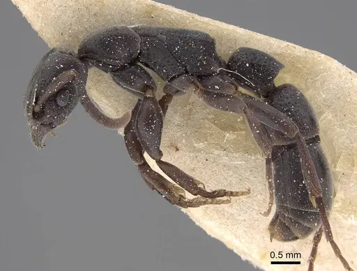 Platythyrea sinuata specimen CASENT0922397 image casent0922397_3