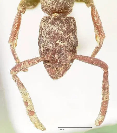 Platythyrea sinuata specimen FOCOL0855 image focol0855_2