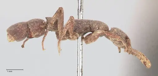 Platythyrea sinuata specimen FOCOL0855 image focol0855_4