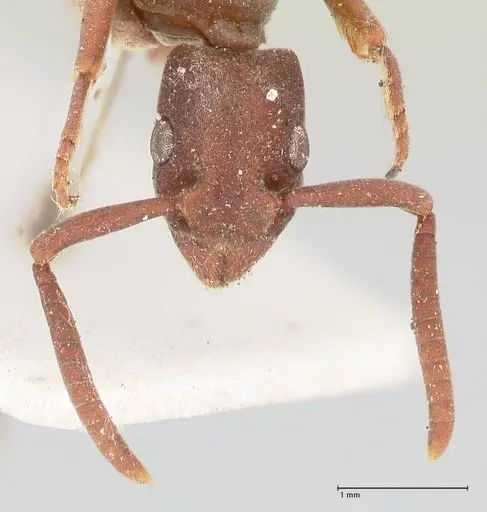 Platythyrea sinuata specimen FOCOL0856 image focol0856_2