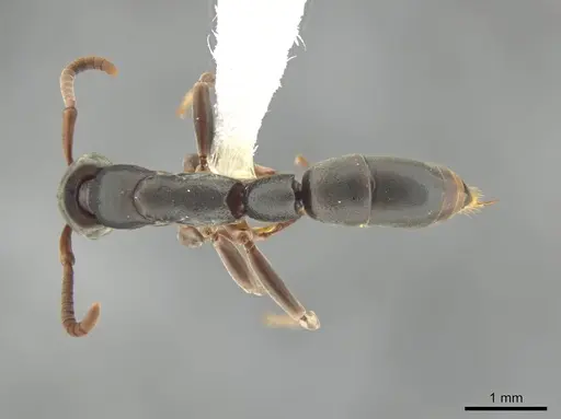 Platythyrea tenuis specimen CASENT0639728 image casent0639728_1