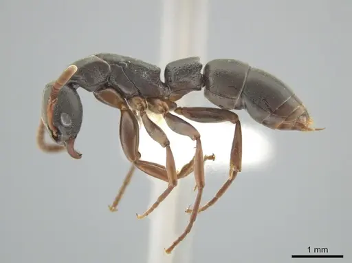 Platythyrea tenuis specimen CASENT0639728 image casent0639728_3