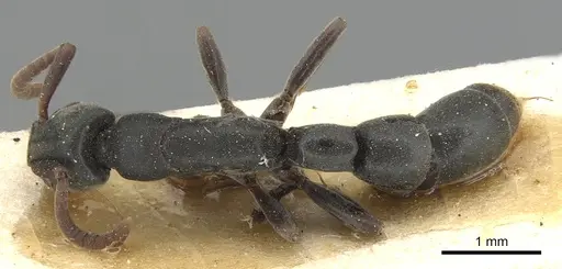 Platythyrea tenuis specimen CASENT0903798 image casent0903798_1