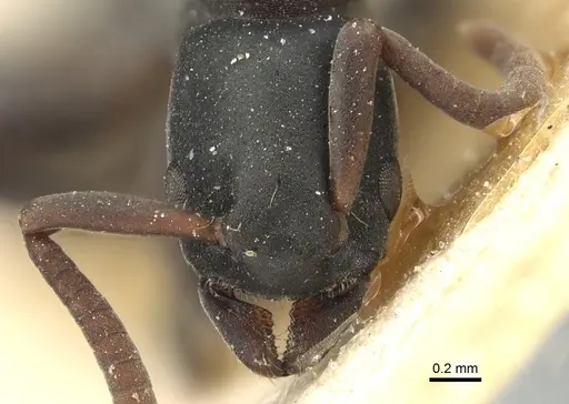 Platythyrea tenuis specimen CASENT0903798 image casent0903798_2