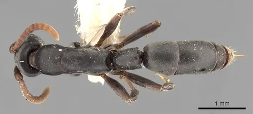 Platythyrea tenuis specimen CASENT0907111 image casent0907111_1