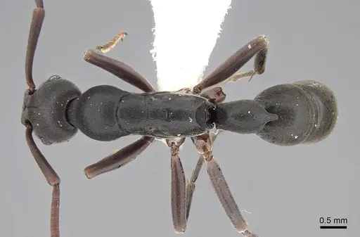 Platythyrea tricuspidata specimen CASENT0281865 image casent0281865_1