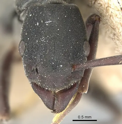 Platythyrea tricuspidata specimen CASENT0903799 image casent0903799_2