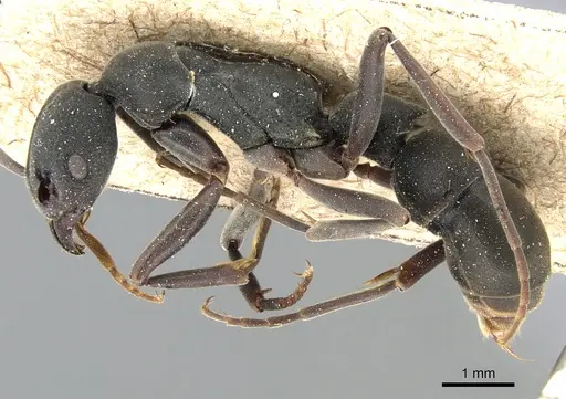 Platythyrea tricuspidata specimen CASENT0903799 image casent0903799_3