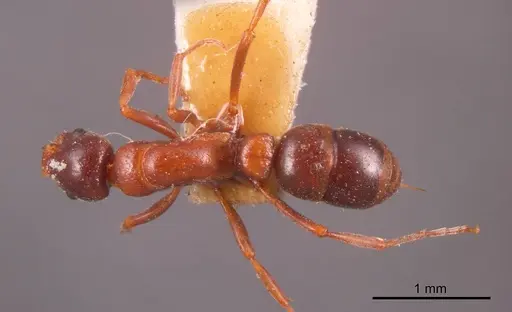 Platythyrea turneri specimen ANTWEB1008178 image antweb1008178_1