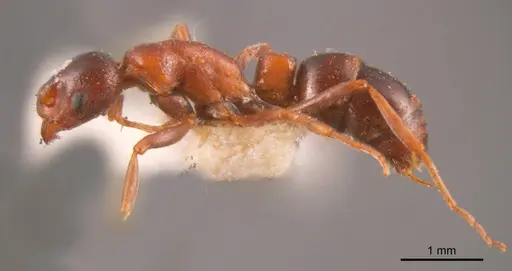 Platythyrea turneri specimen ANTWEB1008178 image antweb1008178_2