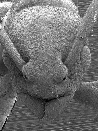 Platythyrea turneri specimen ANTWEB1008575 image antweb1008575_2