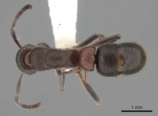 Platythyrea turneri specimen CASENT0260486 image casent0260486_1