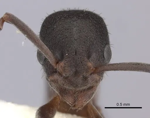 Platythyrea turneri specimen CASENT0260486 image casent0260486_2