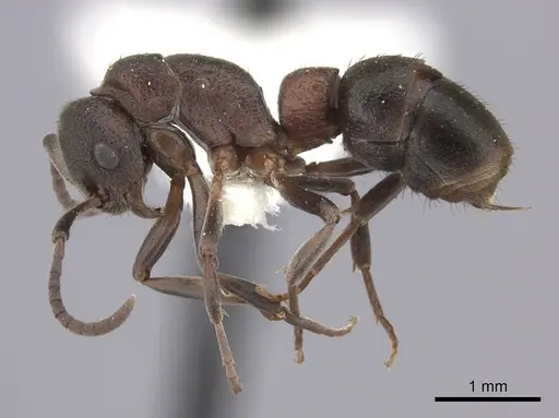 Platythyrea turneri specimen CASENT0260486 image casent0260486_3