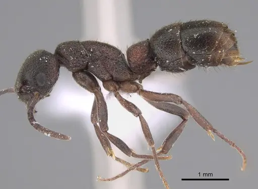 Platythyrea turneri specimen CASENT0887838 image casent0887838_1