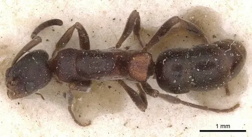 Platythyrea turneri specimen CASENT0907263 image casent0907263_1