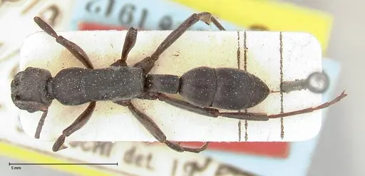Platythyrea viehmeyeri specimen FOCOL0502 image focol0502_1