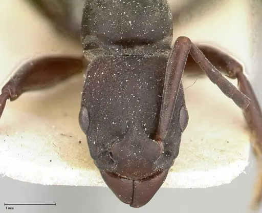 Platythyrea viehmeyeri specimen FOCOL0502 image focol0502_2